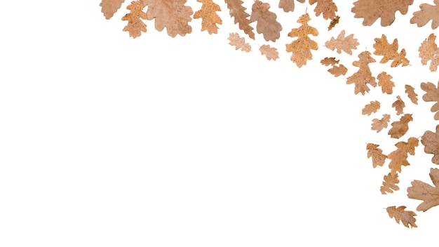 Free PSD autumn foliage frame design