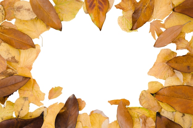 Free PSD autumn foliage frame design