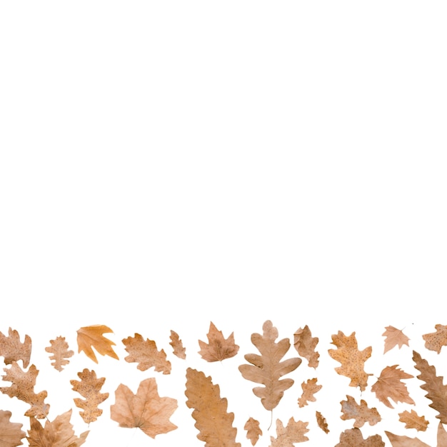 Free PSD autumn foliage frame design