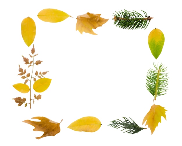 Autumn foliage frame design