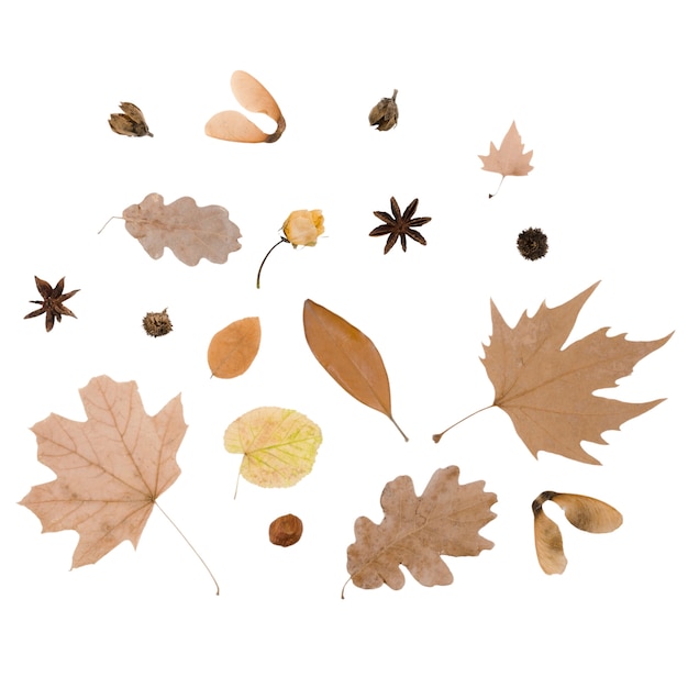 Free PSD autumn foliage pattern top view