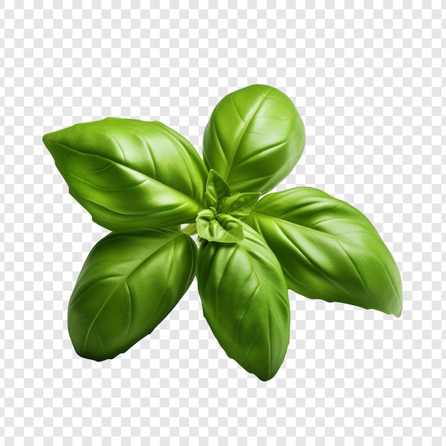 Free PSD basil png isolated on transparent background