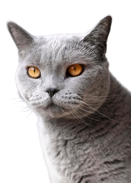 Free PSD beautiful cat portrait isolated