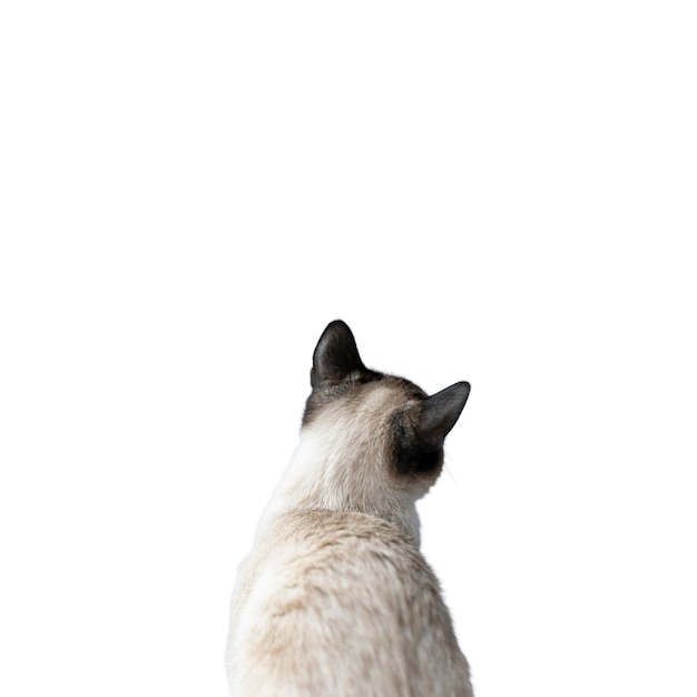 Free PSD beautiful cat portrait isolated