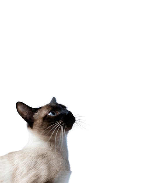 Free PSD beautiful cat portrait isolated