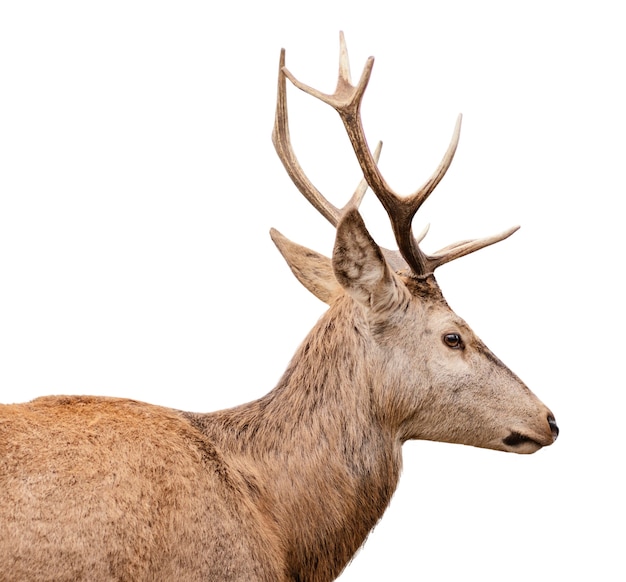 Free PSD beautiful deer isolated