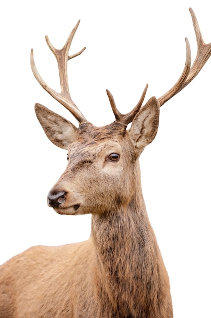 Free PSD beautiful deer isolated