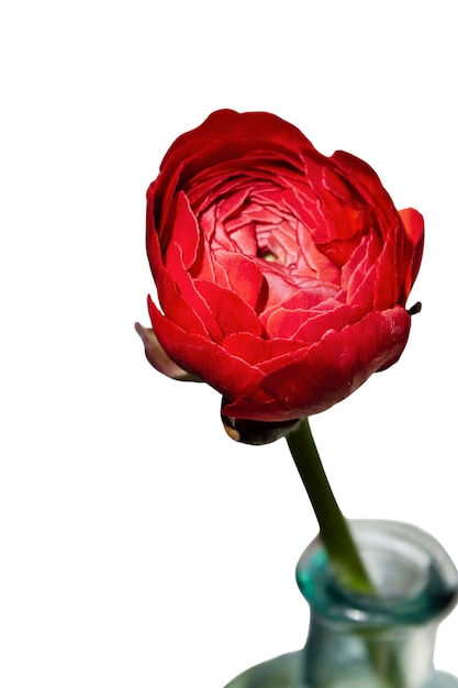 Beautiful flower headshot still life