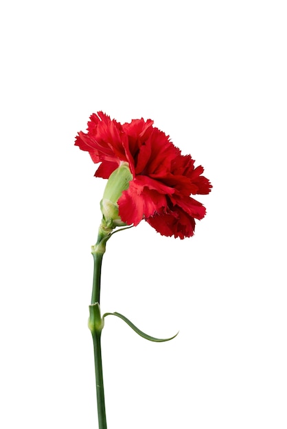 Beautiful flower headshot still life