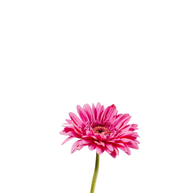 Free PSD beautiful flowers  isolated