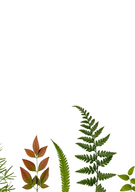 Free PSD beautiful leaves isolated