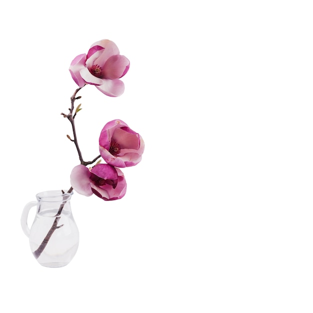 Free PSD beautiful magnolia flower isolated