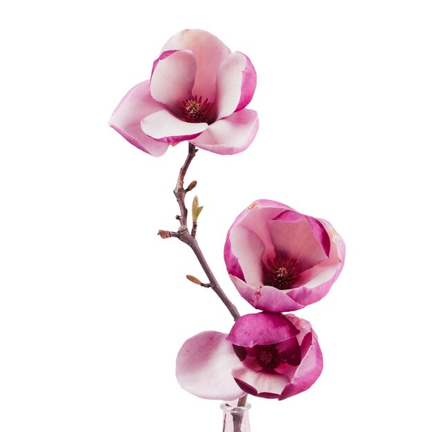 Free PSD beautiful magnolia flower isolated