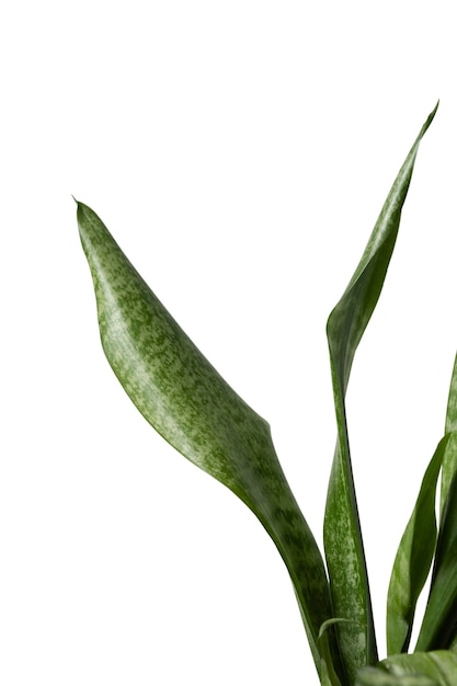 Beautiful plant headshot still life