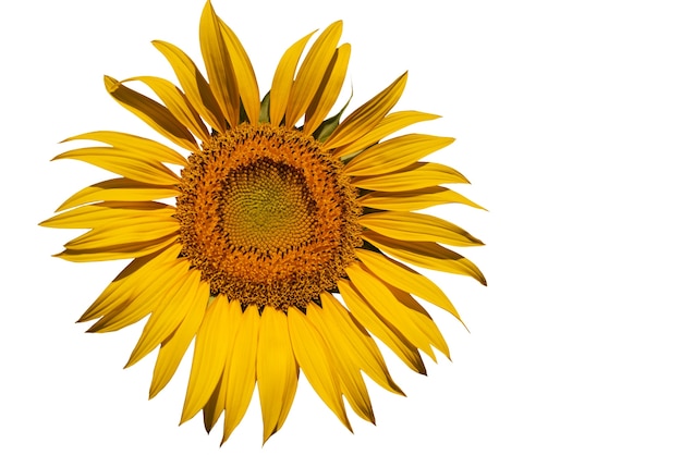 Free PSD beautiful sunflowers isolated