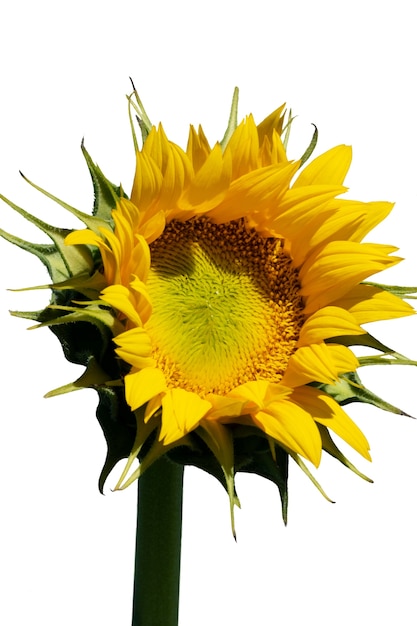 Free PSD beautiful sunflowers isolated