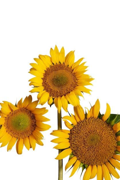 Free PSD beautiful sunflowers isolated