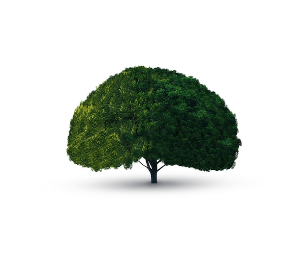 Free PSD beautiful tree isolated