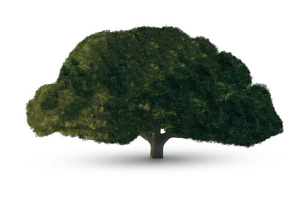 Free PSD beautiful tree isolated