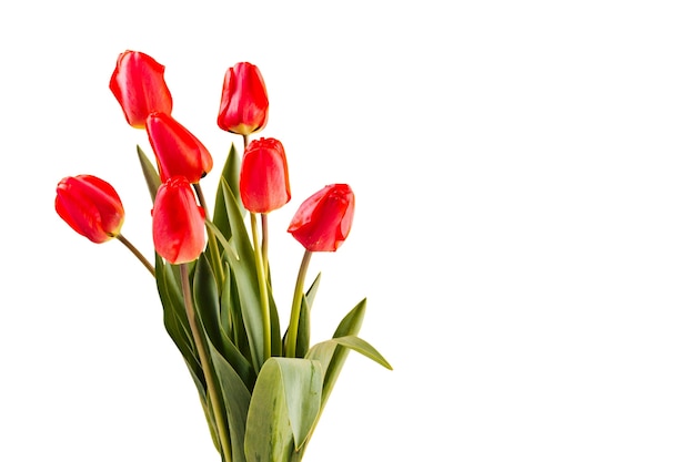 Beautiful tulip flower isolated