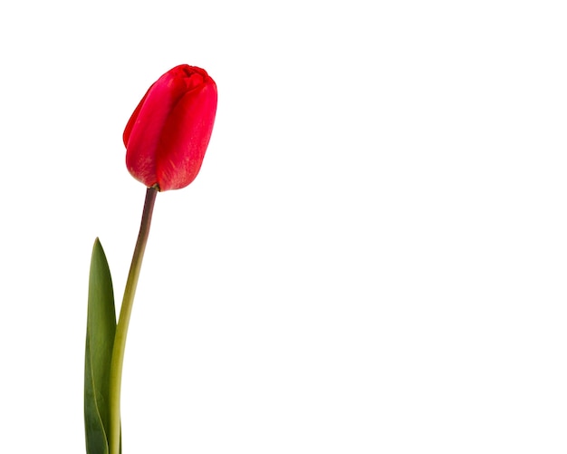 Free PSD beautiful tulip flower isolated