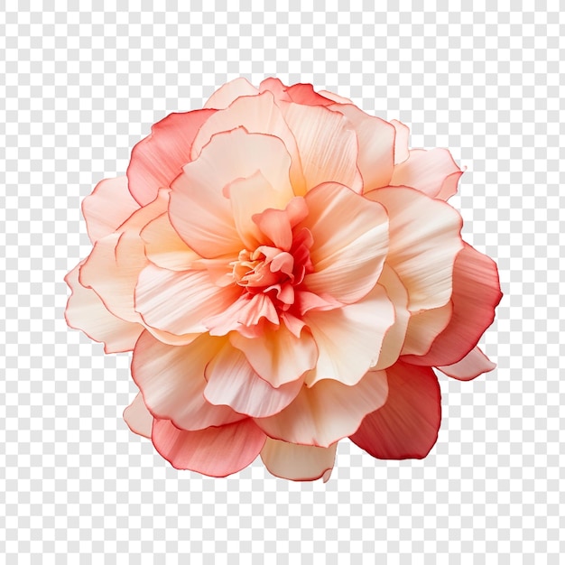 Begonia flower isolated on transparent background