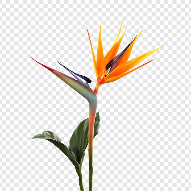 Free PSD bird of paradise flower isolated on transparent background