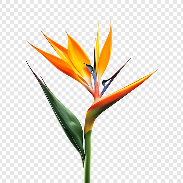 Free PSD bird of paradise png isolated on transparent background