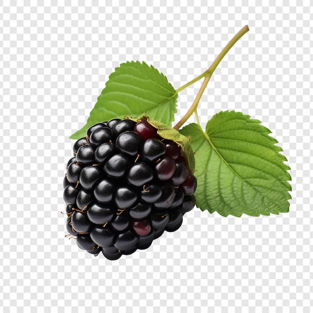 Free PSD blackberry isolated on transparent background