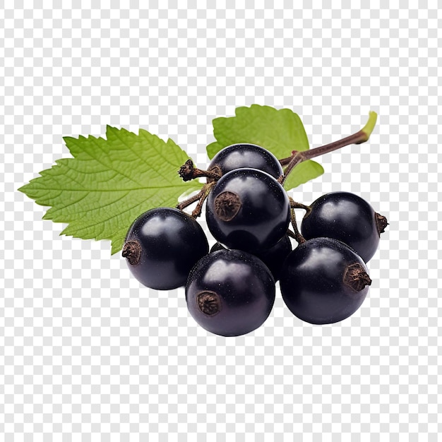 Free PSD blackcurrant isolated on transparent background