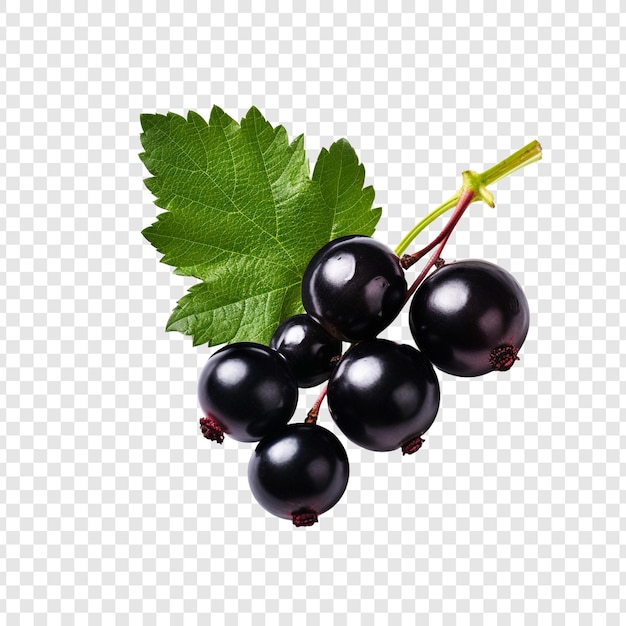 Free PSD blackcurrant isolated on transparent background