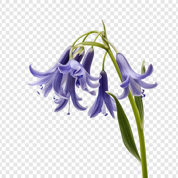 Free PSD bluebell png isolated on transparent background