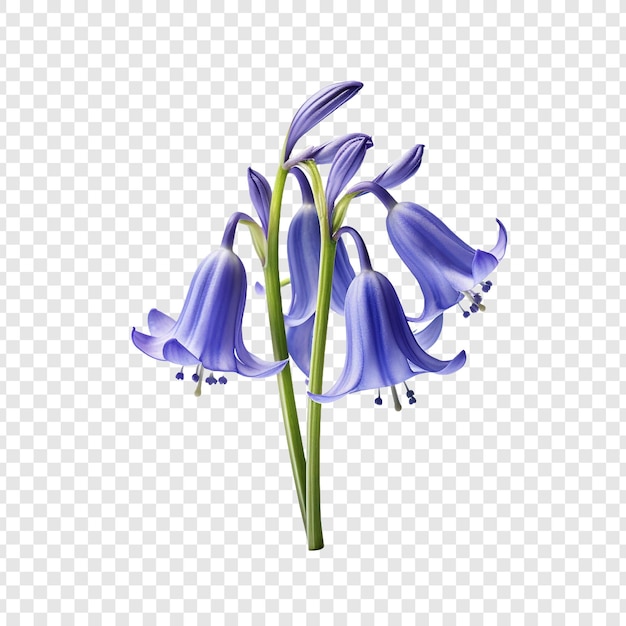 Free PSD bluebell png isolated on transparent background