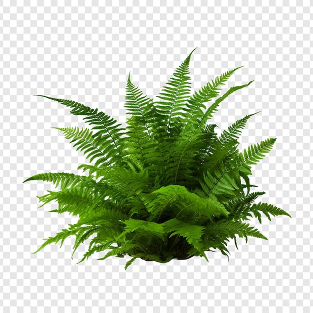 Free PSD boston fern nephrolepis exultate png isolated on transparent background