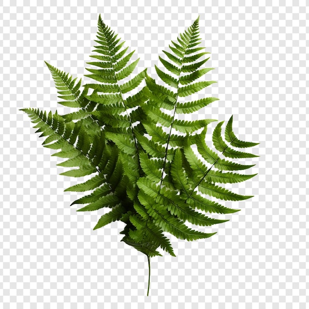 Boston Fern Nephrolepis Exultate png isolated on transparent background