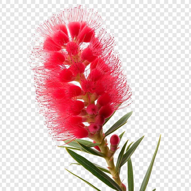 Free PSD bottlebrush flower isolated on transparent background