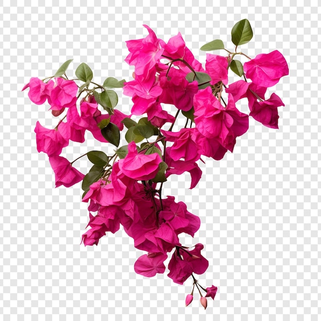 Bougainvillea flower isolated on transparent background