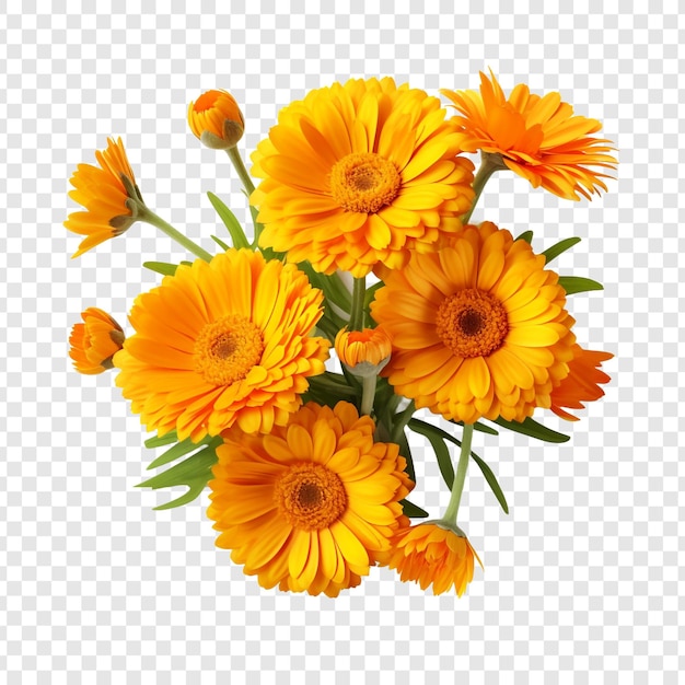 Calendula flowers isolated on transparent background