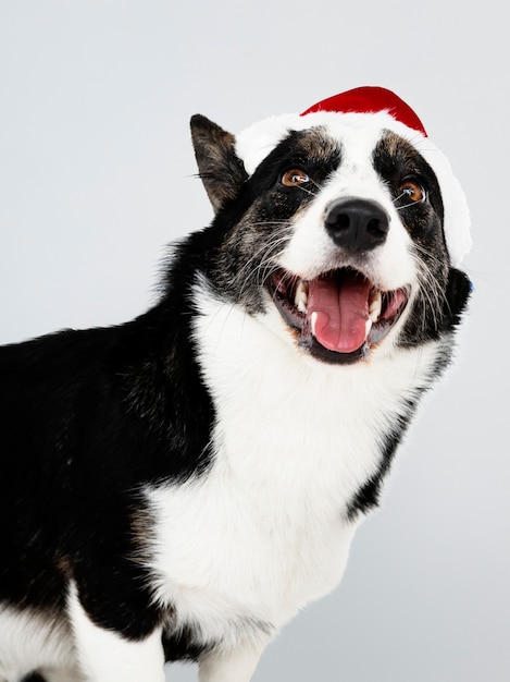 Cardigan Welsh Corgi with a Christmas hat