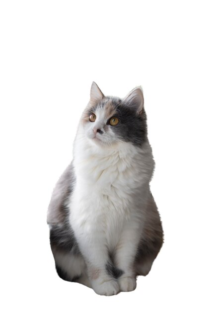 Cat isolated on white background