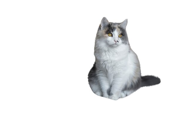 Cat isolated on white background