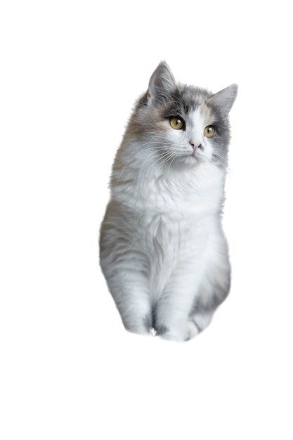 Cat isolated on white background