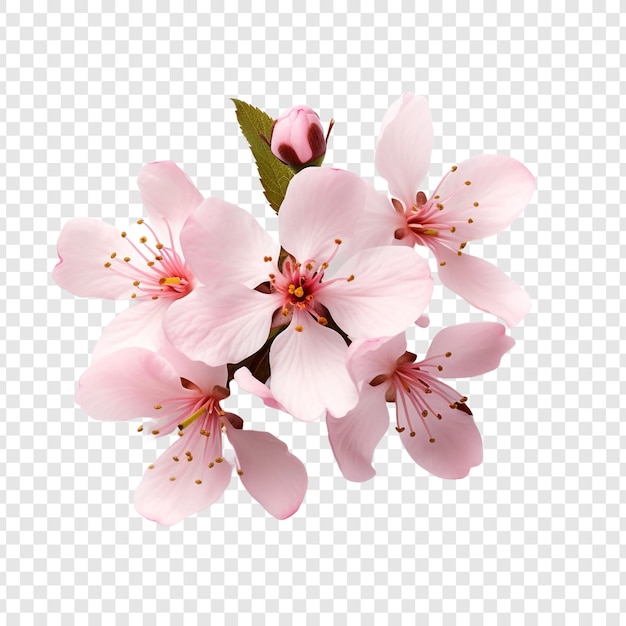 Free PSD cherry blossom flower png isolated on transparent background