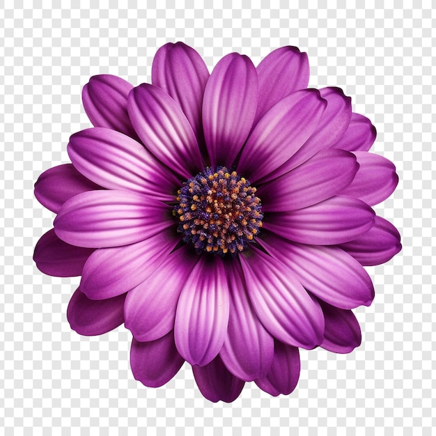 Cineraria flower png isolated on transparent background