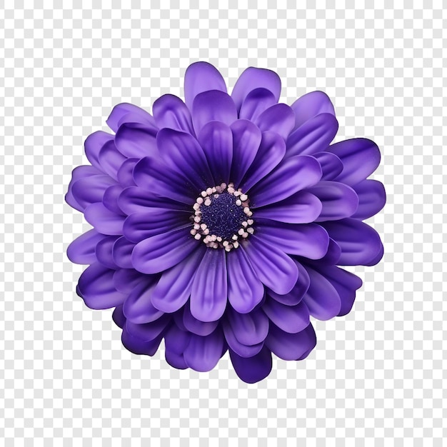 Free PSD cineraria flower png isolated on transparent background