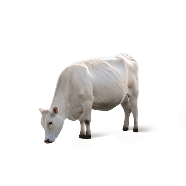 Free PSD close up on cow isolated