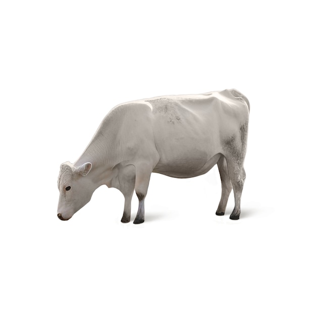 Free PSD close up on cow isolated