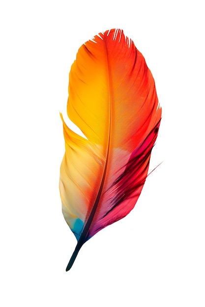 Free PSD close up on feather isolated