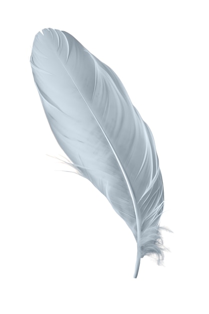 Free PSD close up on feather isolated