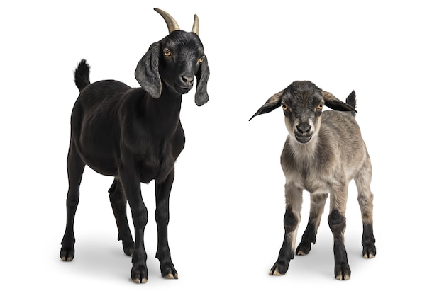 Free PSD close up on goats isolated